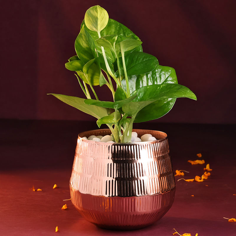 Product Image Video