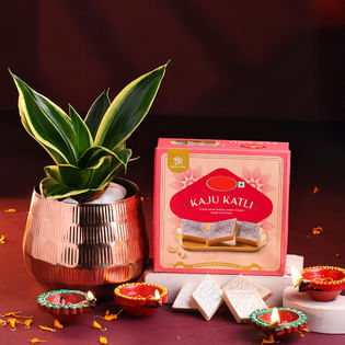 Sansevieria Plant With Kaju Katli N Diyas