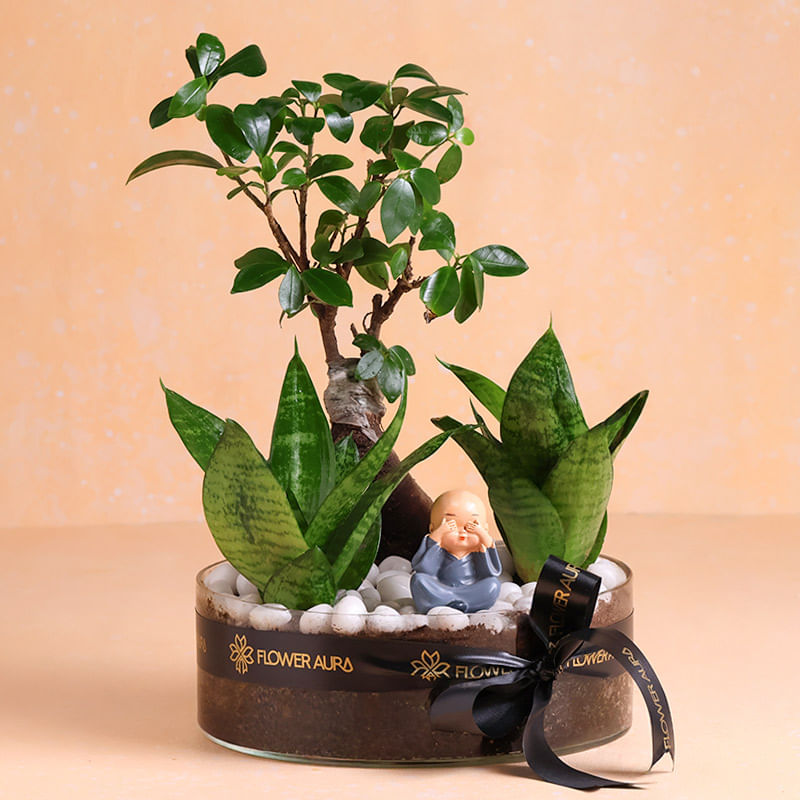 Bonsai N Snake Plants With Monk Figurine