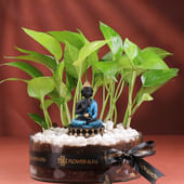Money Plant With Buddha Idol