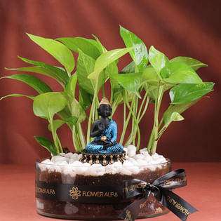 Money Plant With Buddha Idol