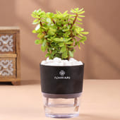 Jade In Black Self Watering Planter