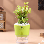 Jade Plant With Sustainable Self Watering Pot