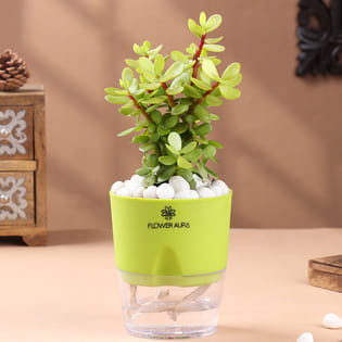Jade Plant With Sustainable Self Watering Pot