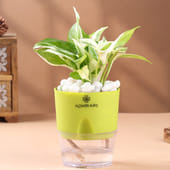 Lively White Pothos In Green Self Watering Pot