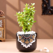 Jade Plant In Black Mandala Pot