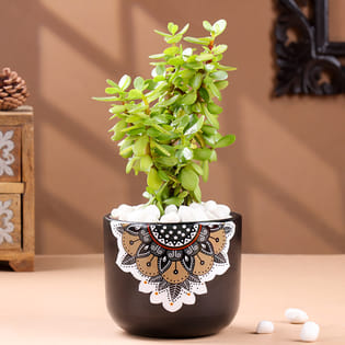 Jade Plant In Black Mandala Pot