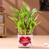Lucky Bamboo Plant In Glass Vase For Anniversary