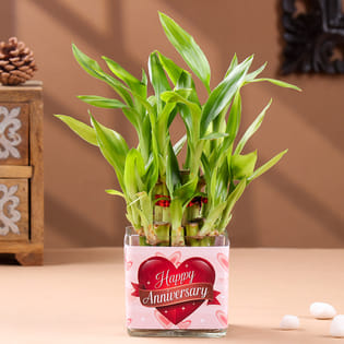 Lucky Bamboo Plant In Glass Vase For Anniversary