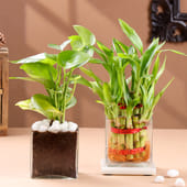 Lucky Money Plant Combo