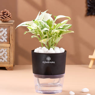 Elegant White Pothos In Black Self Watering Planter
