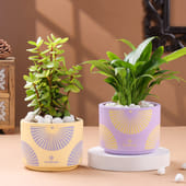 Jade N Peace Lily Plants in Pastel Planters