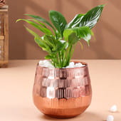 Peace Lily In Rose Gold Metal Pot