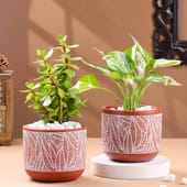 Jade N White Pothos Plant In Terracotta Pots