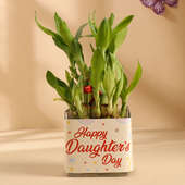 Lucky Bamboo In Glass Pot For Daughter