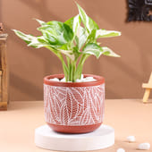 White Pothos Plant In Exquisite Terracotta Pot