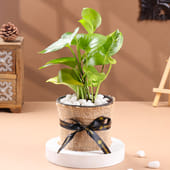 Fascinating Money Plant