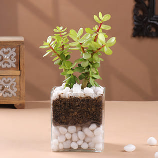 Jade Plant In Square Terrarium