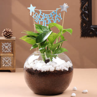 Birthday Golden Money Plant