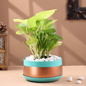 Money Plant In Trendy Metal Pots