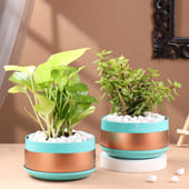 Money And Jade Plant In Metal Pots