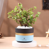 Jade Plant In Blue Mist Terracotta Pot