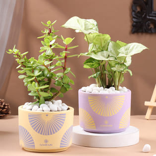 Syngonium N Jade Plants In Artistic Pots