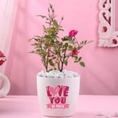 Rose Plant In Love You So Much Pot