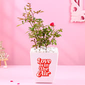 Rose Plant In Love Pot