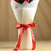 Blaze Red Velvet Roses