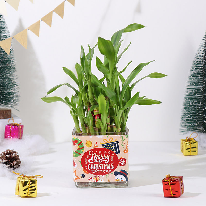 Lucky Bamboo In Xmas Glass Vase