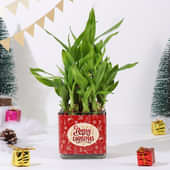 Lucky Bamboo In Merry Christmas Glass Vase