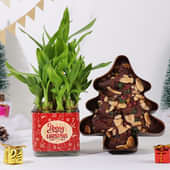 Lukcy Bamboo N Xmas Tree Shape Plum Cake