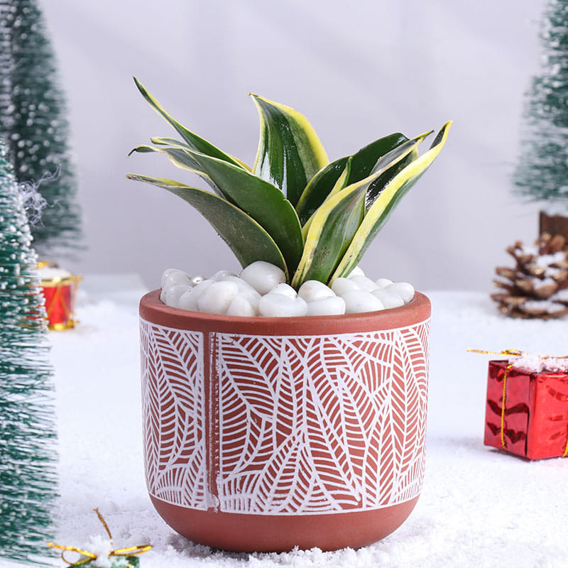 Milt Sansevieria Plant In Terracota Pot