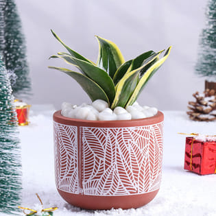 Milt Sansevieria Plant In Terracota Pot