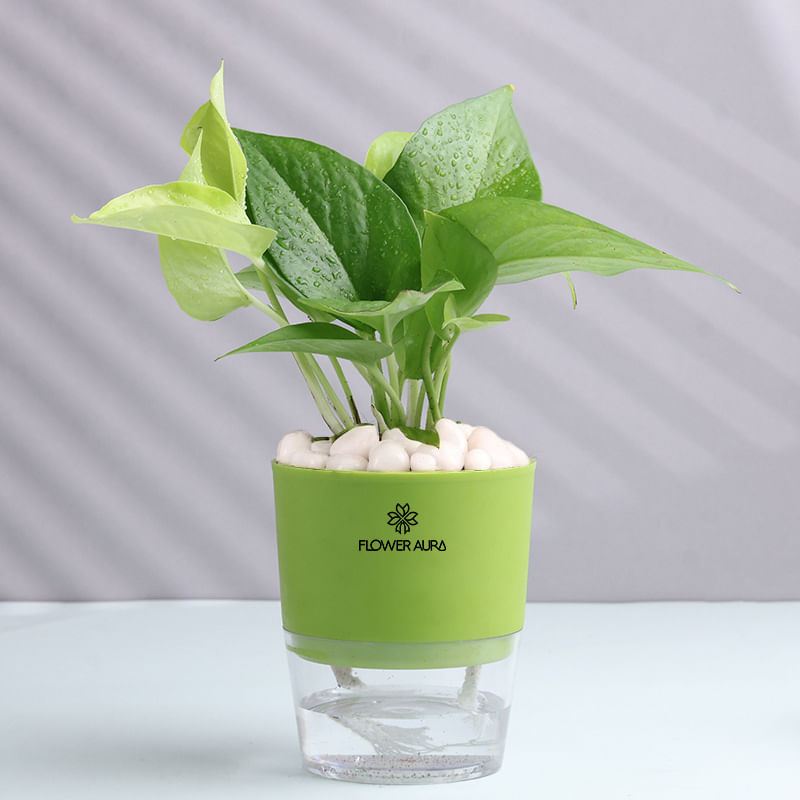 Product Image Video