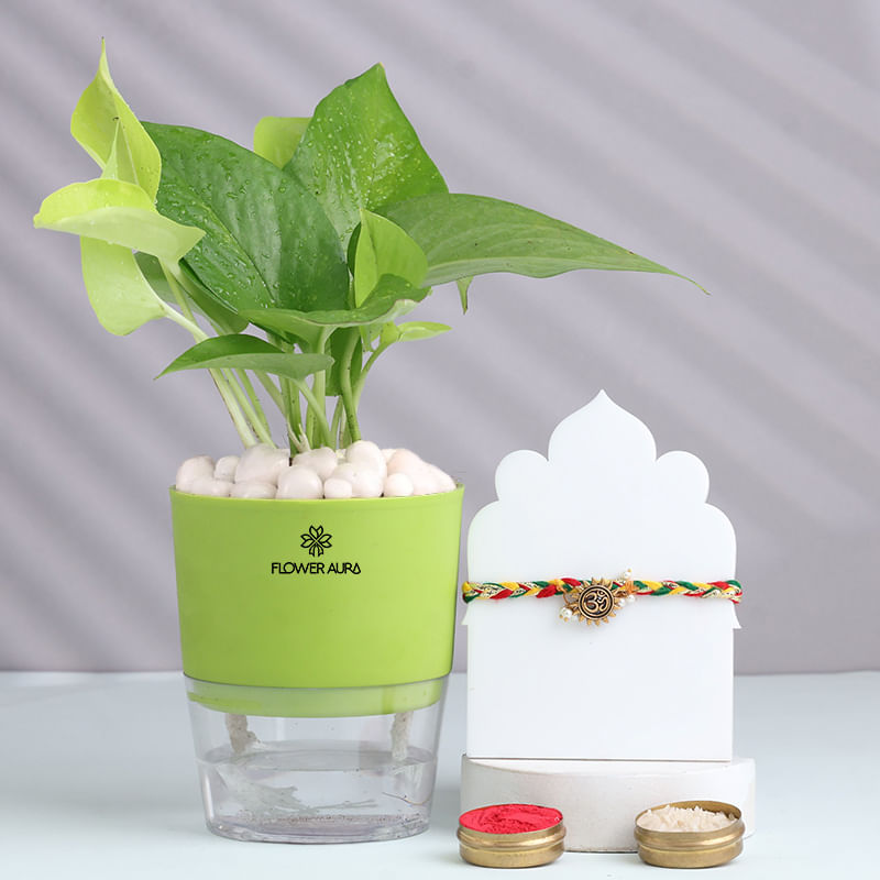 Golden Om Rakhi With Money Plant