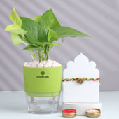 Golden Om Rakhi With Money Plant