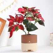 Poinsettia Plant In Brown Terracotta Pot