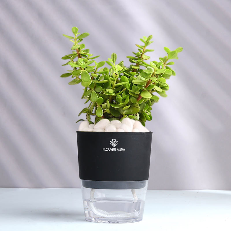 Product Image Video