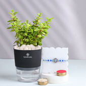 Enchanting Evil Eye Rakhi With Jade Plant