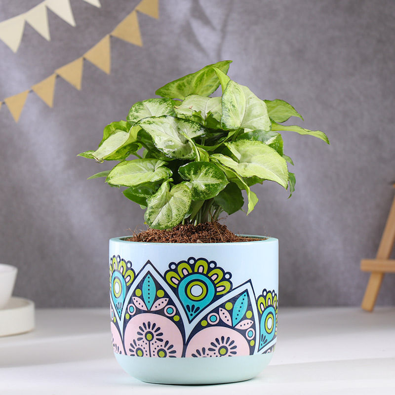 Syngonium Plant In Rangoli Terracotta Pot