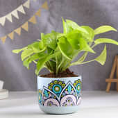 Money Plant In Rangoli Terracotta Pot