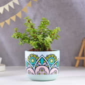 Jade Plant In Rangoli Terracotta Pot