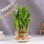 Three Layer Lucky Bamboo In Pot Puri Glass Vase