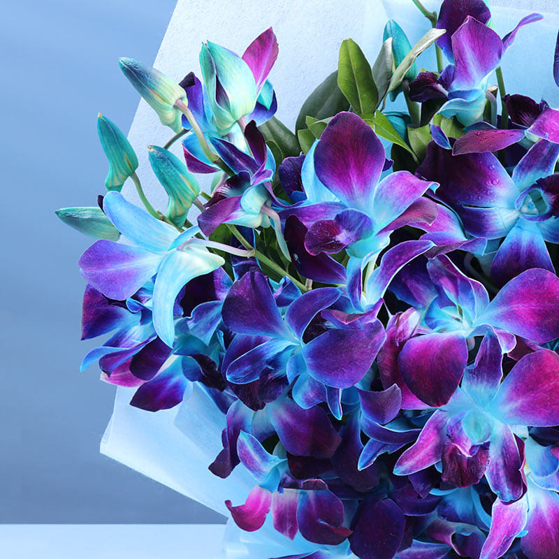 A Drift Of Moonlight Orchids