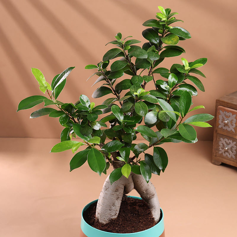 Product Image Video