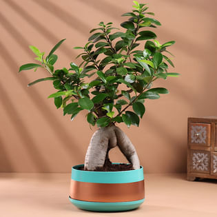 Ficus Microcarpa Bonsai Plant