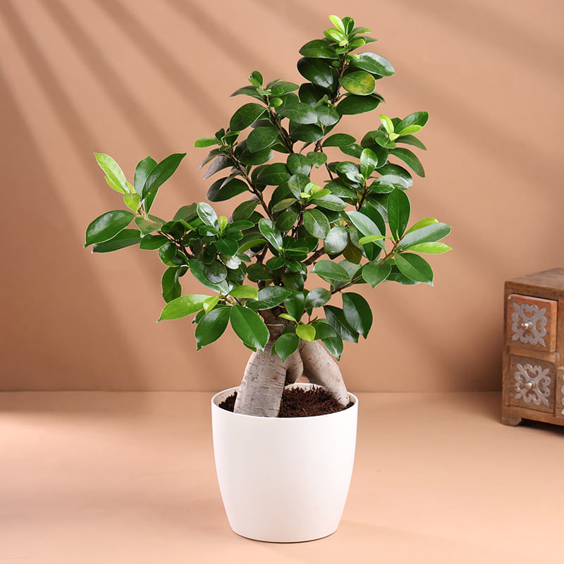 Product Image Video