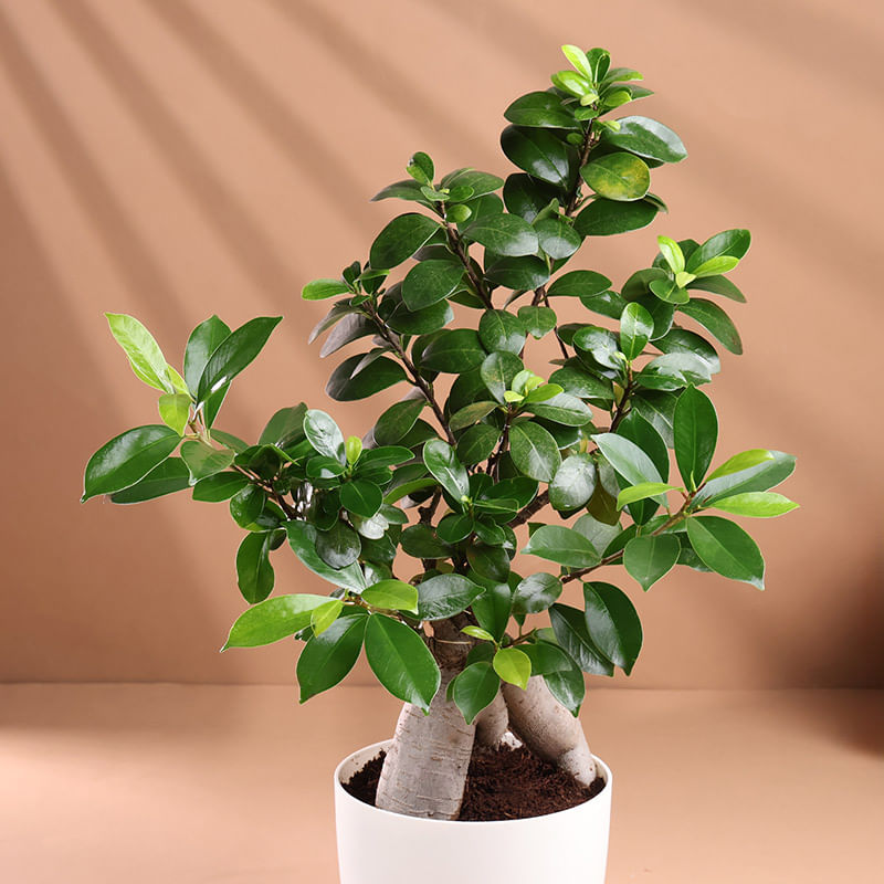 Product Image Video
